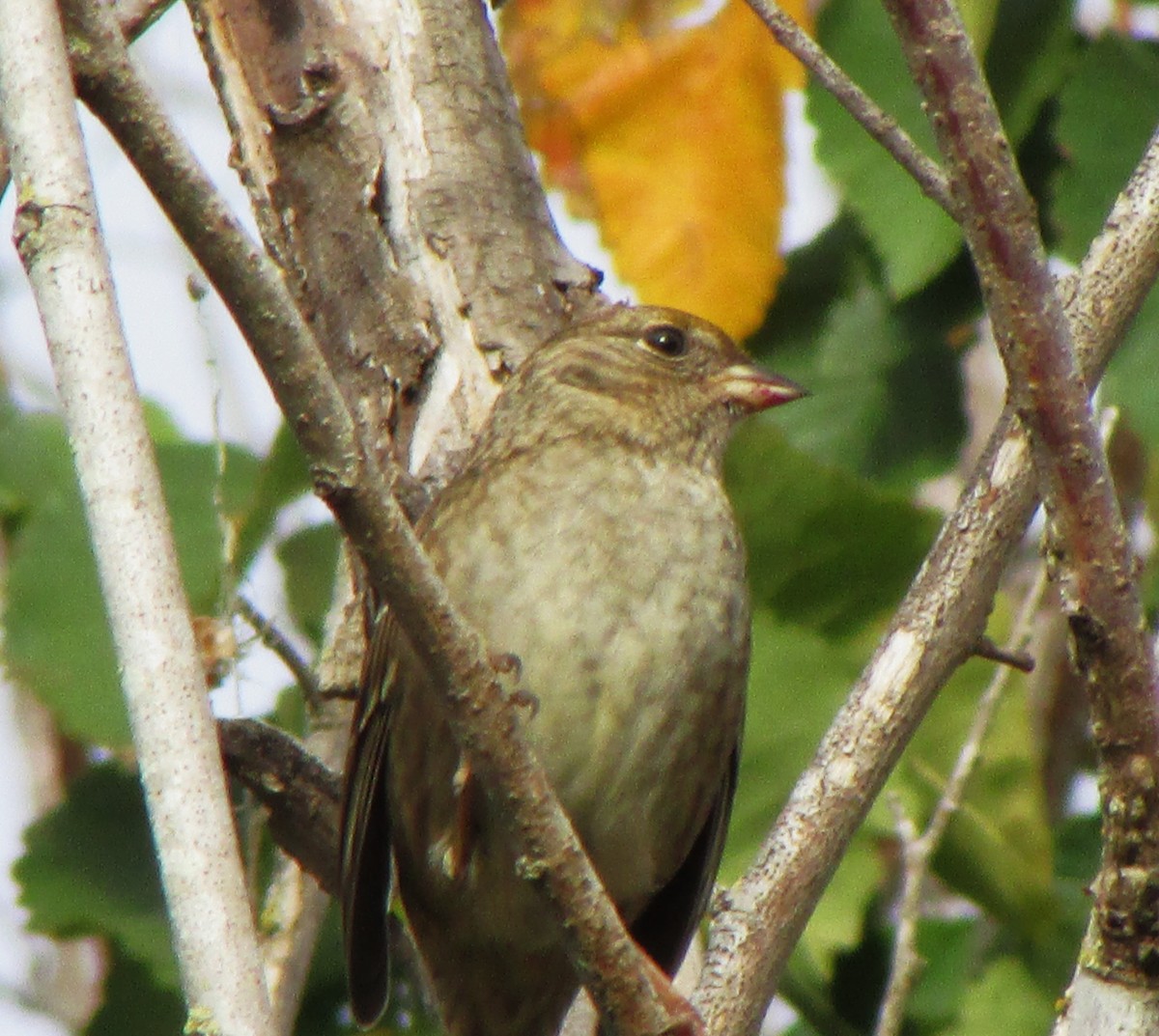 Golden-crowned Sparrow - Sandy Winkler