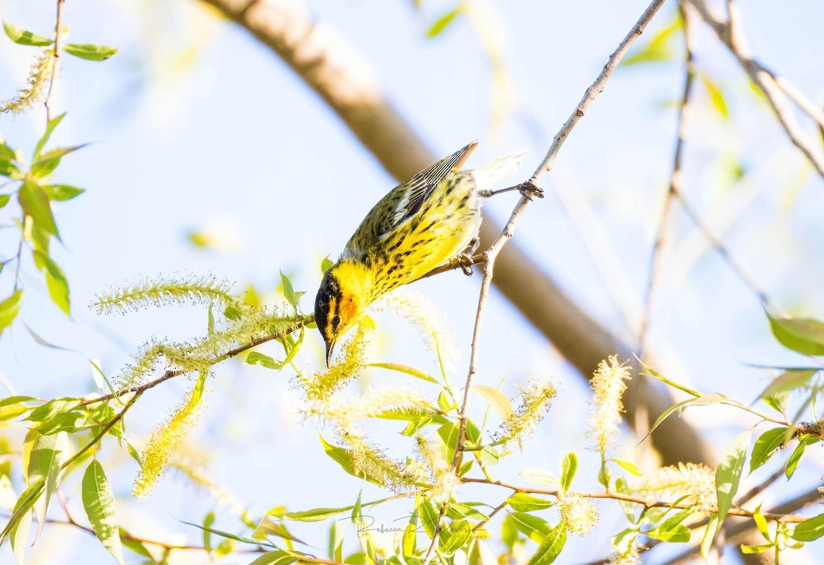 Cape May Warbler - rebecca davis