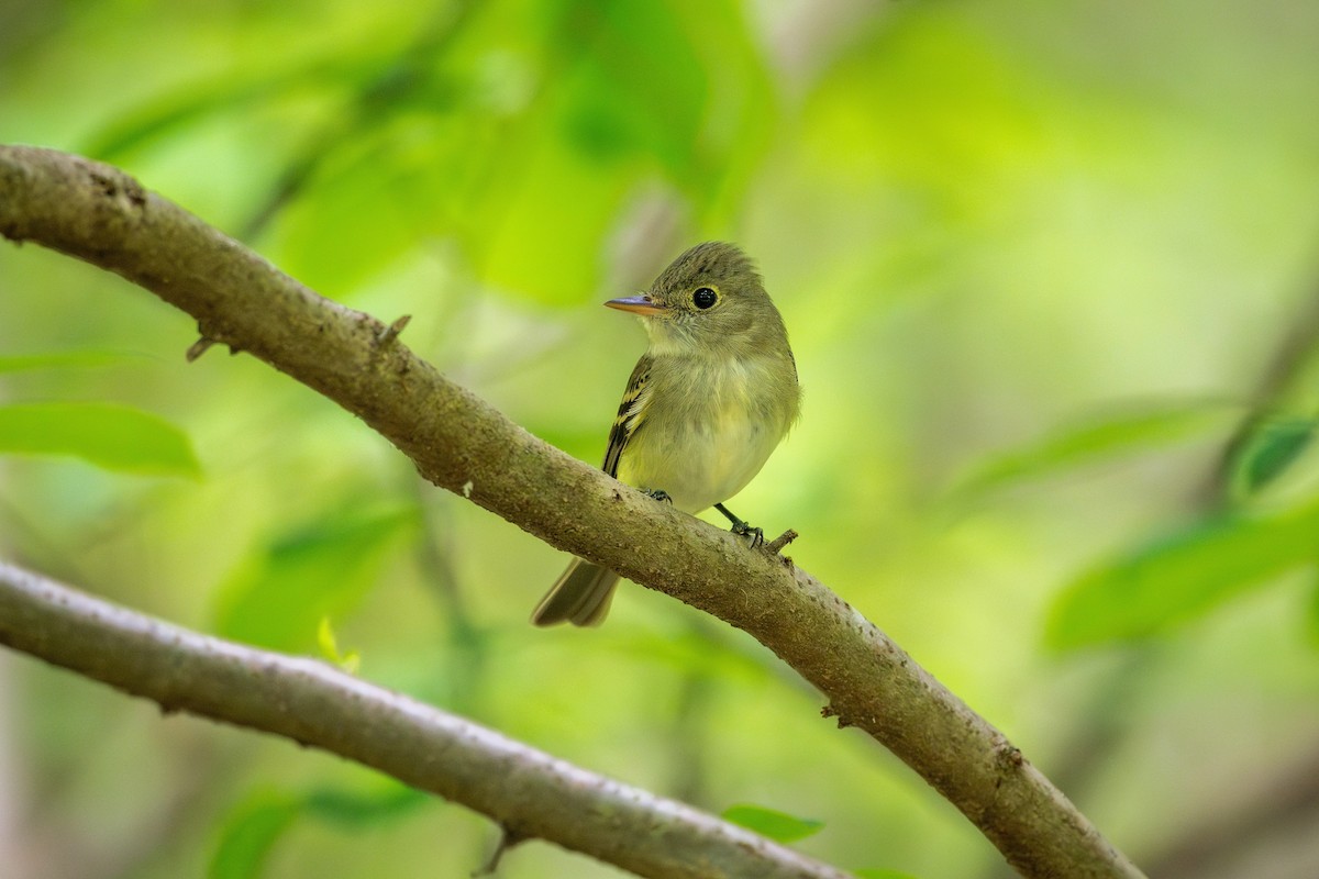 Acadian Flycatcher - Richard Pockat