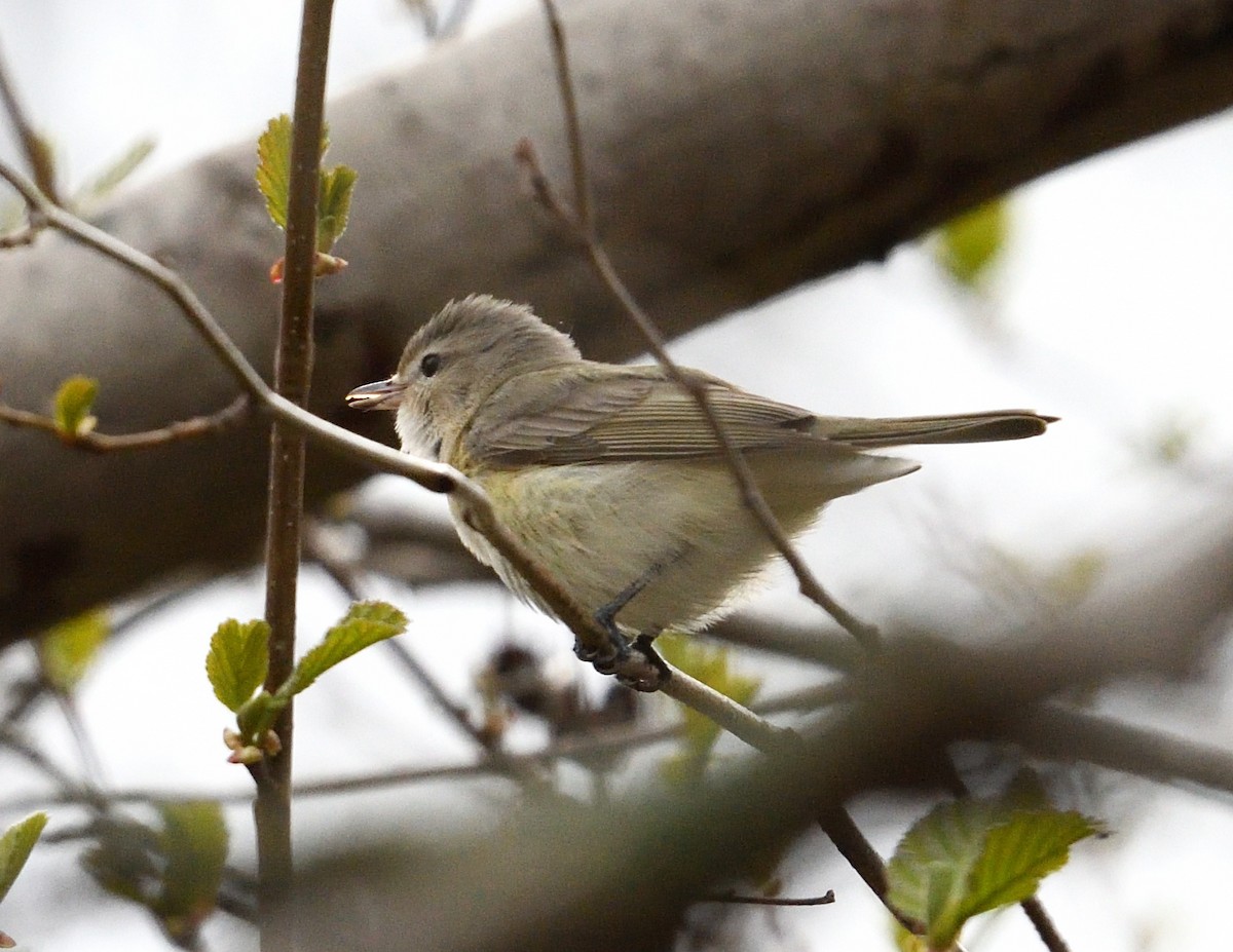 Warbling Vireo - Margaret Hough