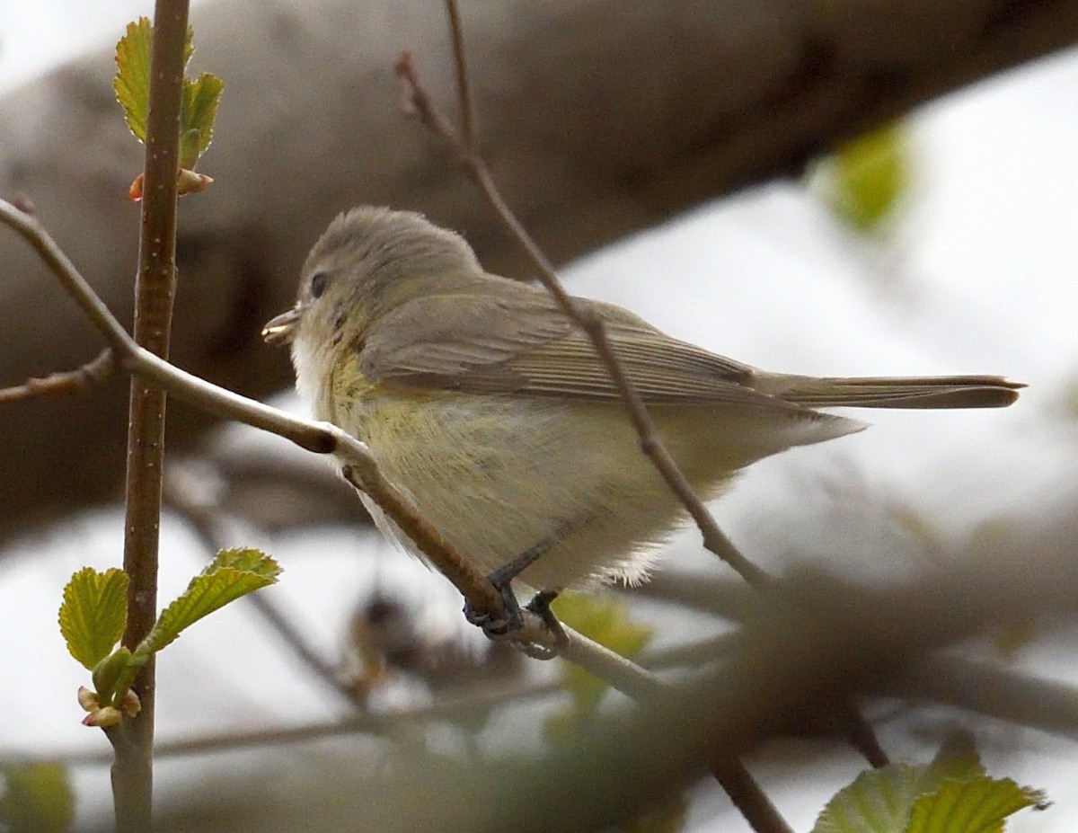 Warbling Vireo - Margaret Hough