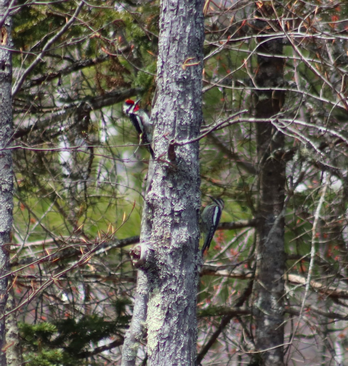 Yellow-bellied Sapsucker - ML618244206