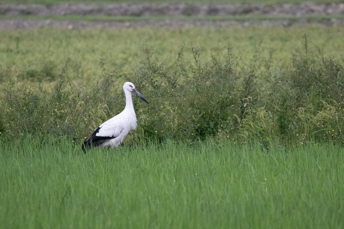 Oriental Stork - Junko Masuda