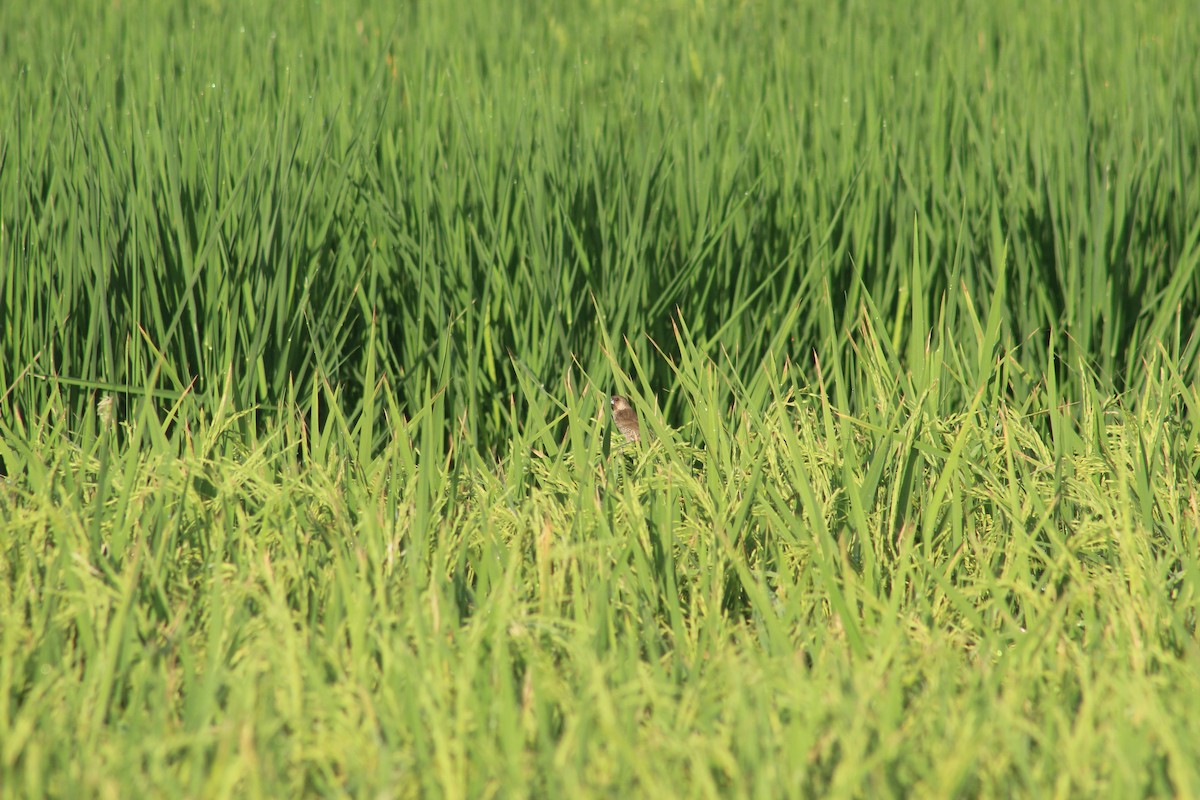 Scaly-breasted Munia - ML618244229