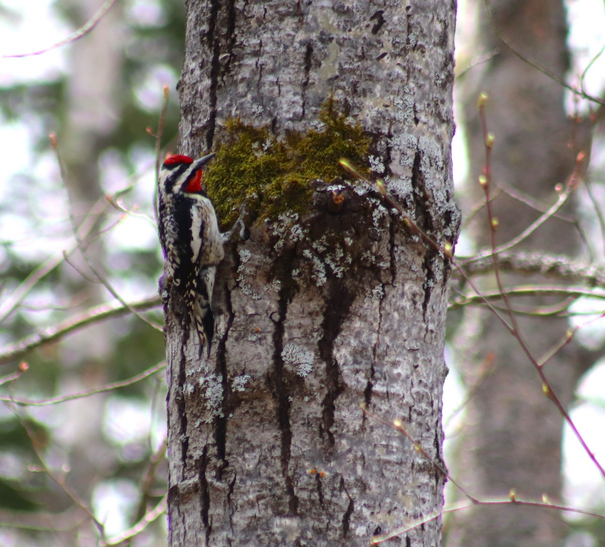Yellow-bellied Sapsucker - Cindy Grimes