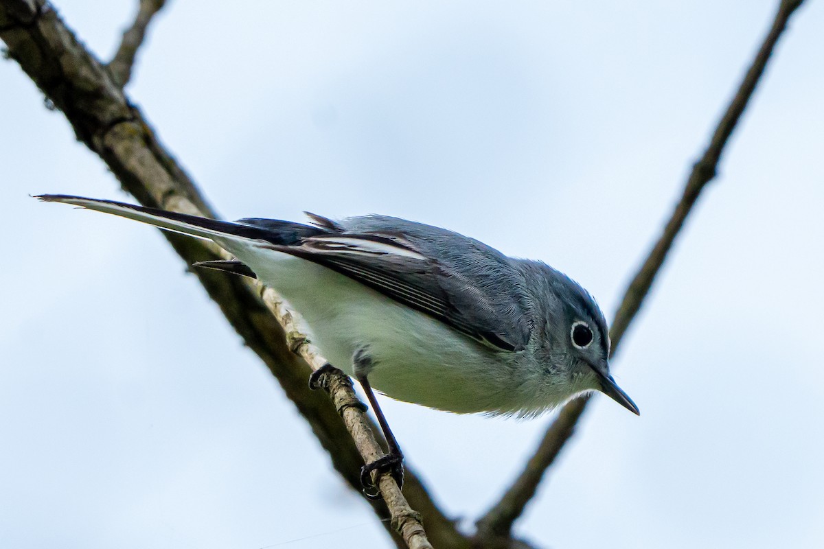 Blue-gray Gnatcatcher - ML618244242