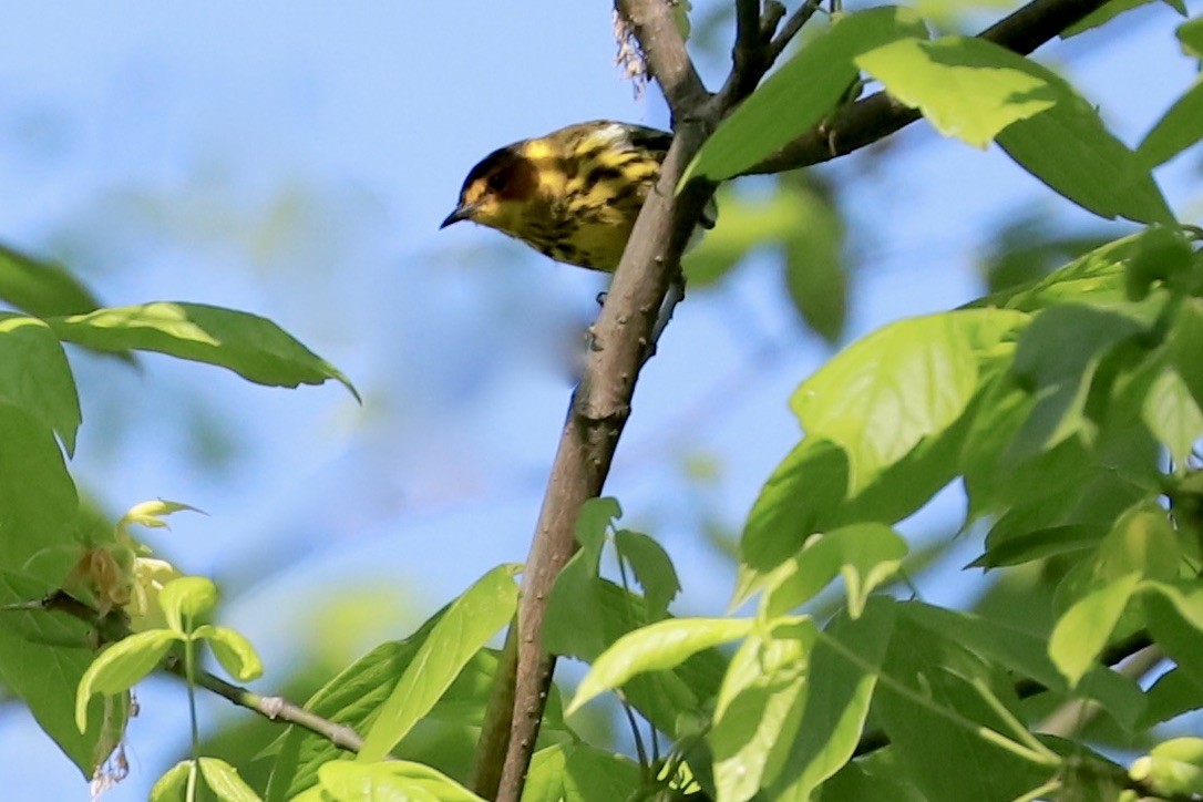 Cape May Warbler - JoAnn Dalley