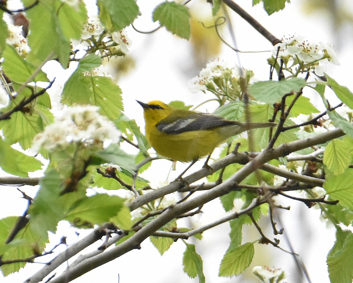 Blue-winged Warbler - Brian Hicks