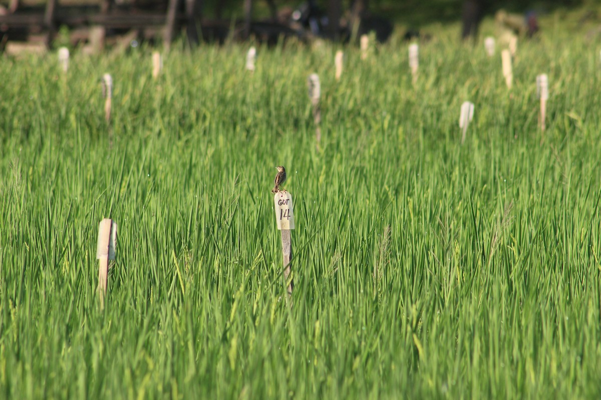 Zitting Cisticola - ML618244265