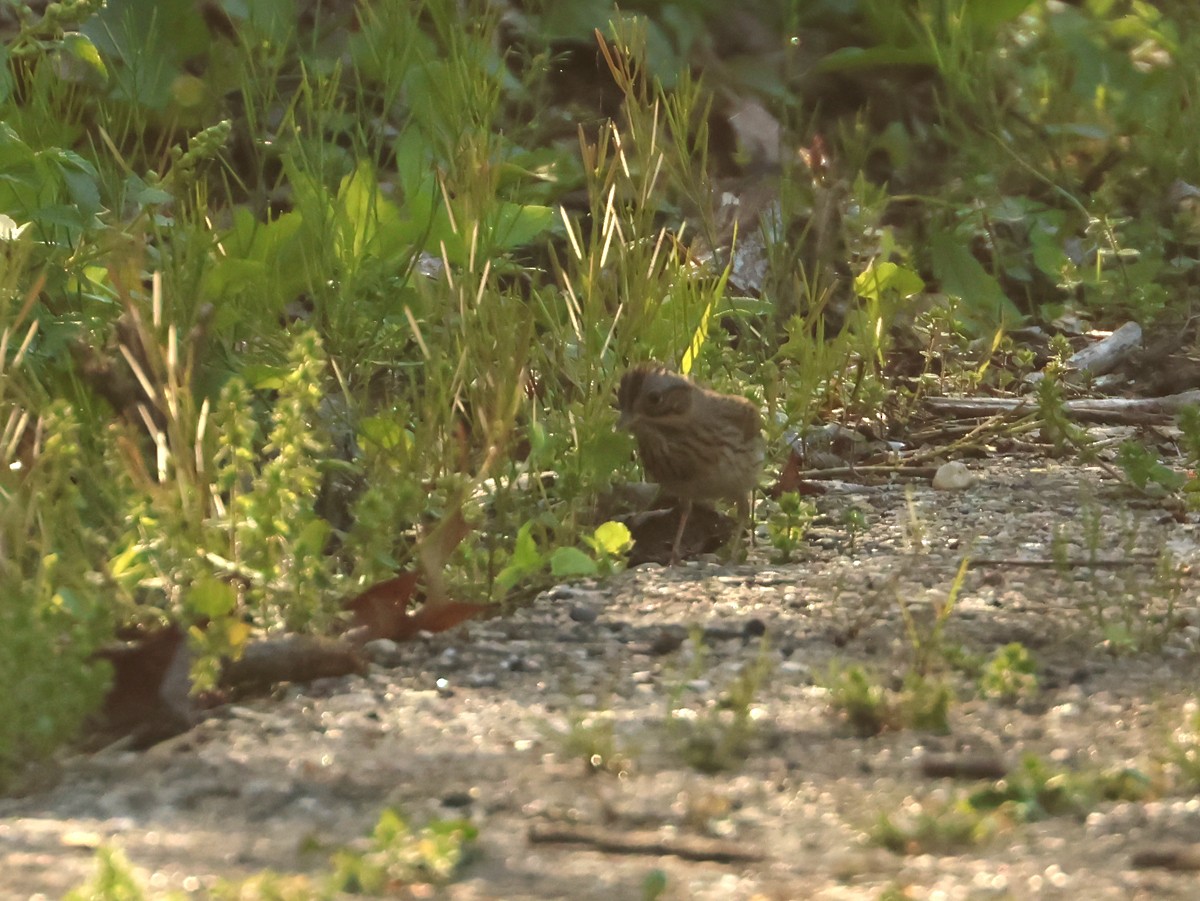 Lincoln's Sparrow - Matt Hysell