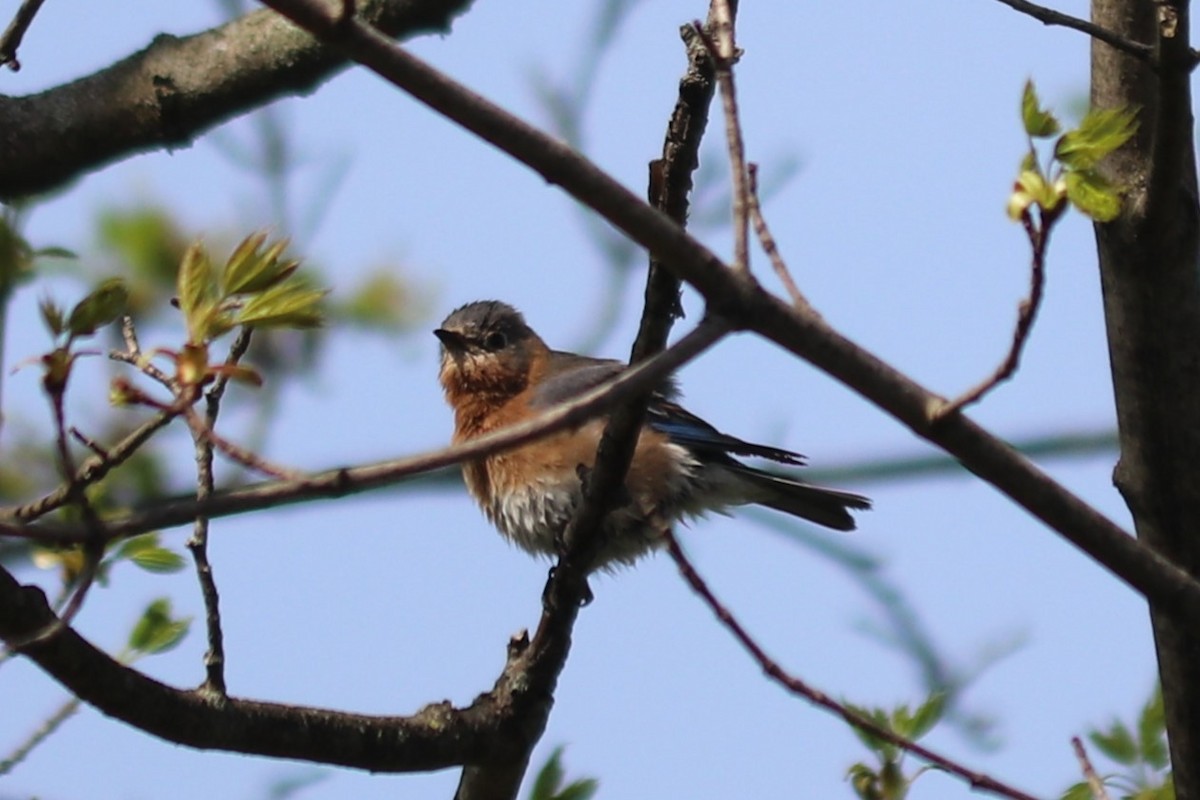 Eastern Bluebird - Barbara Blair