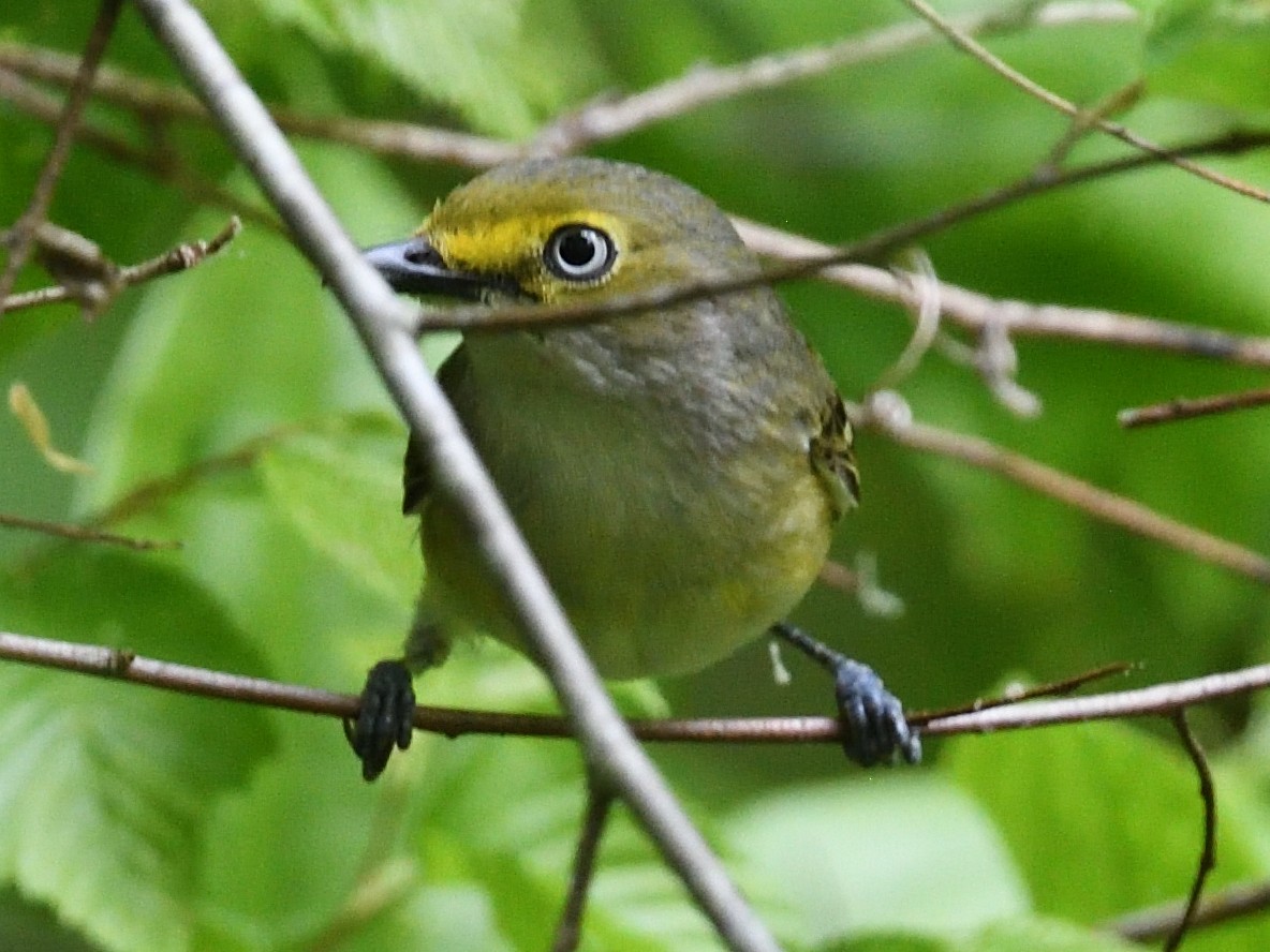 White-eyed Vireo - Colin Fisher