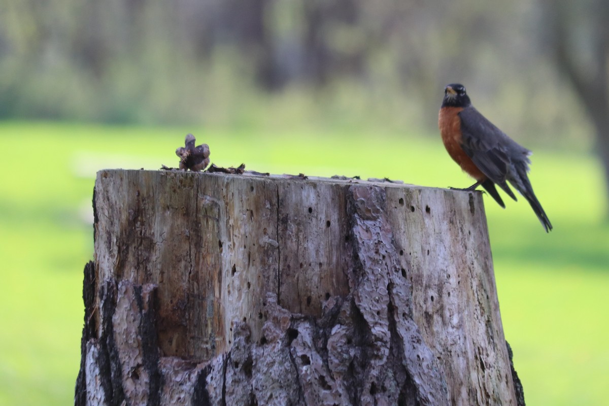 American Robin - Barbara Blair