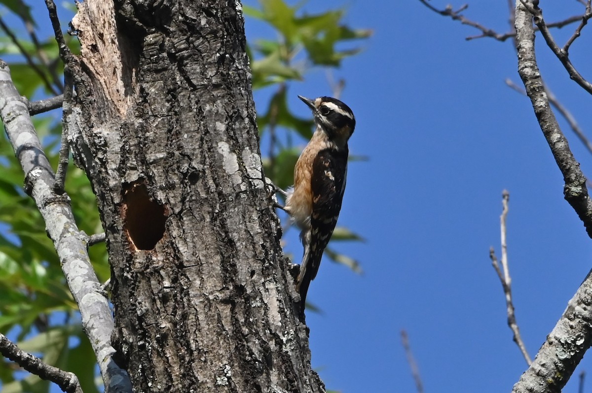 Downy Woodpecker - ML618244324