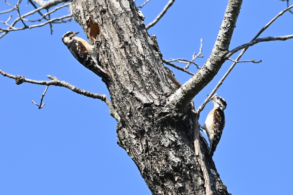 Downy Woodpecker - ML618244327