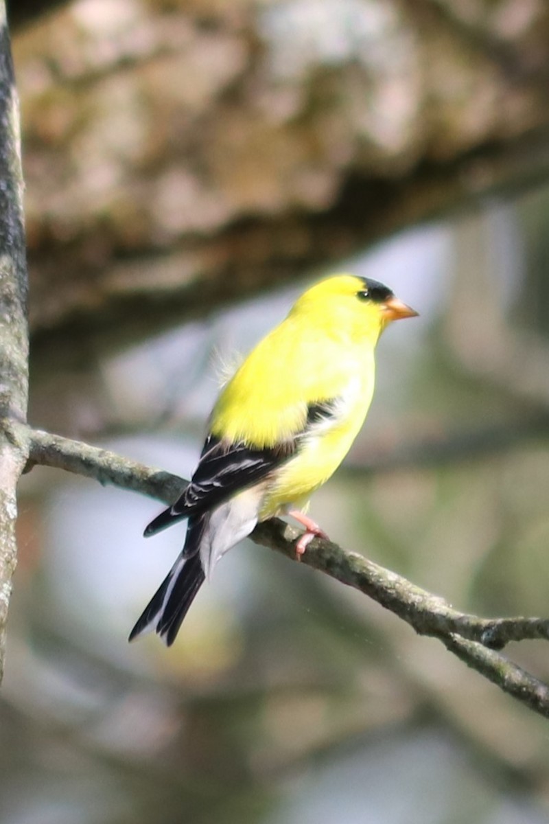 American Goldfinch - Barbara Blair