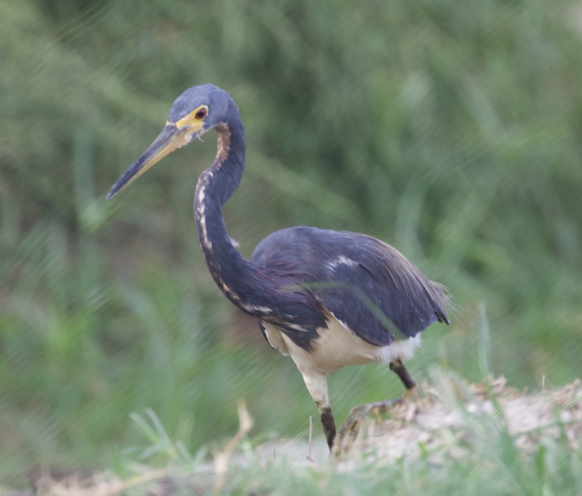 Tricolored Heron - Randy Bumbury