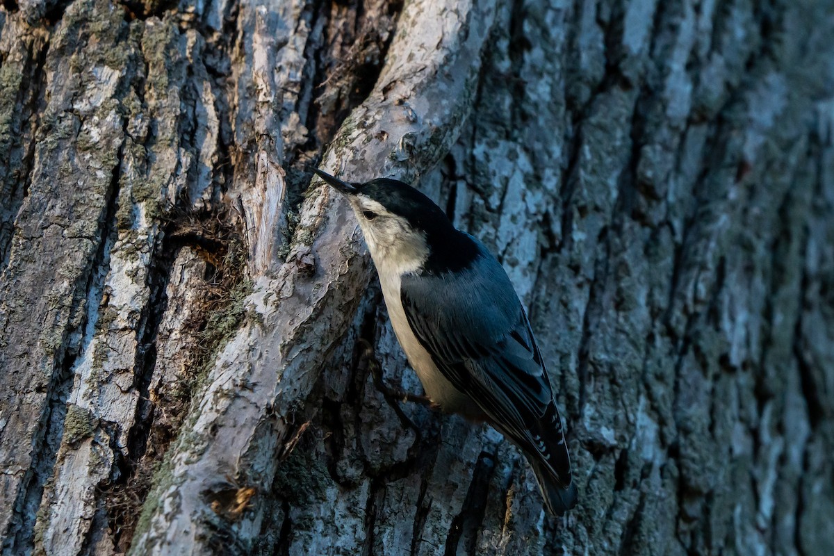 White-breasted Nuthatch - ML618244360