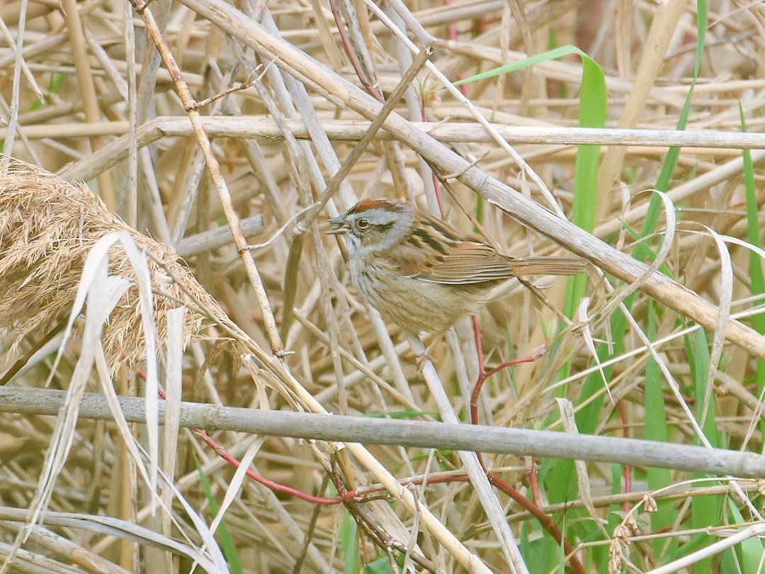 Swamp Sparrow - ML618244364