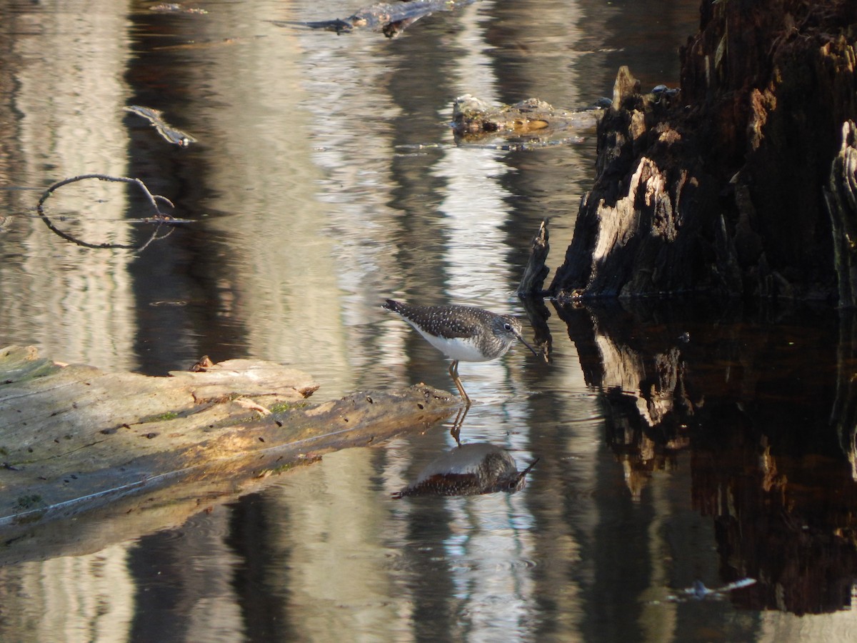 Solitary Sandpiper - Jayden Parker