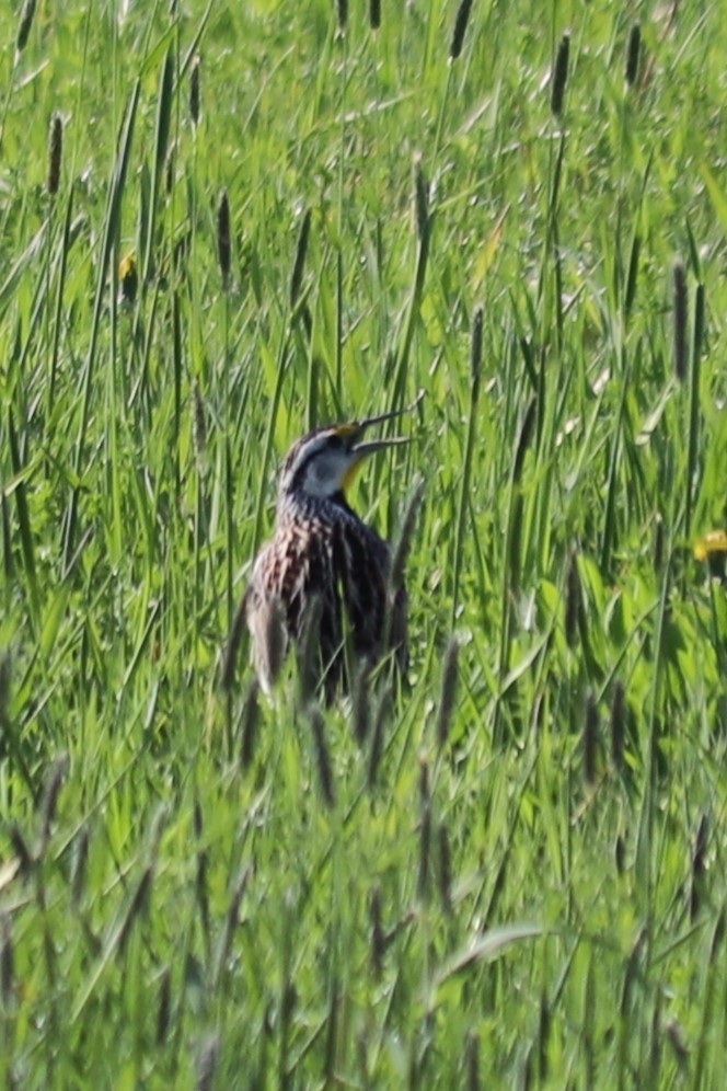 Eastern Meadowlark - Barbara Blair