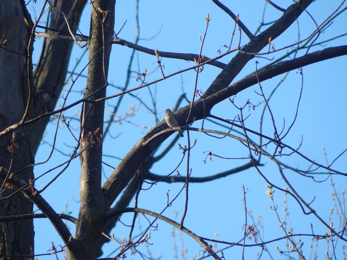 Warbling Vireo - Jayden Parker