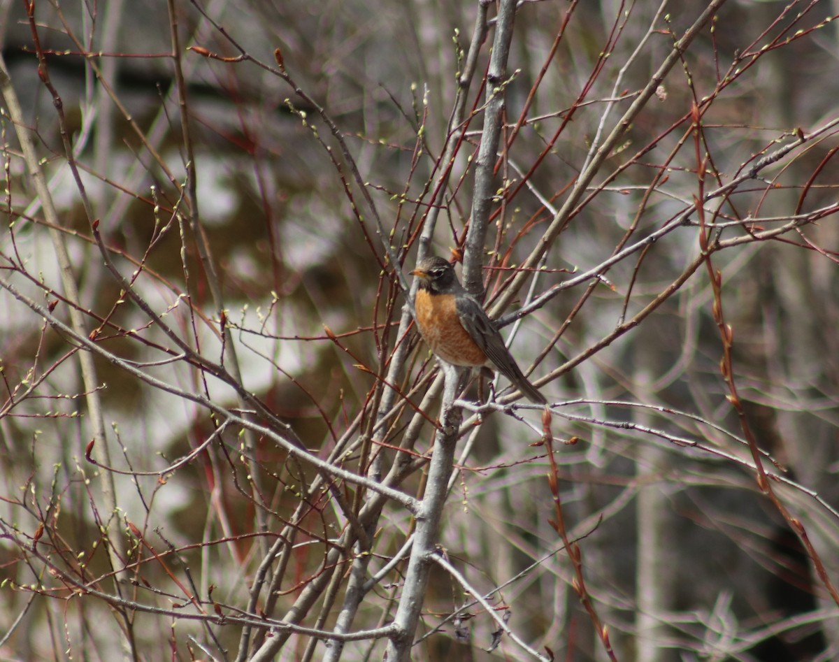 American Robin - ML618244393