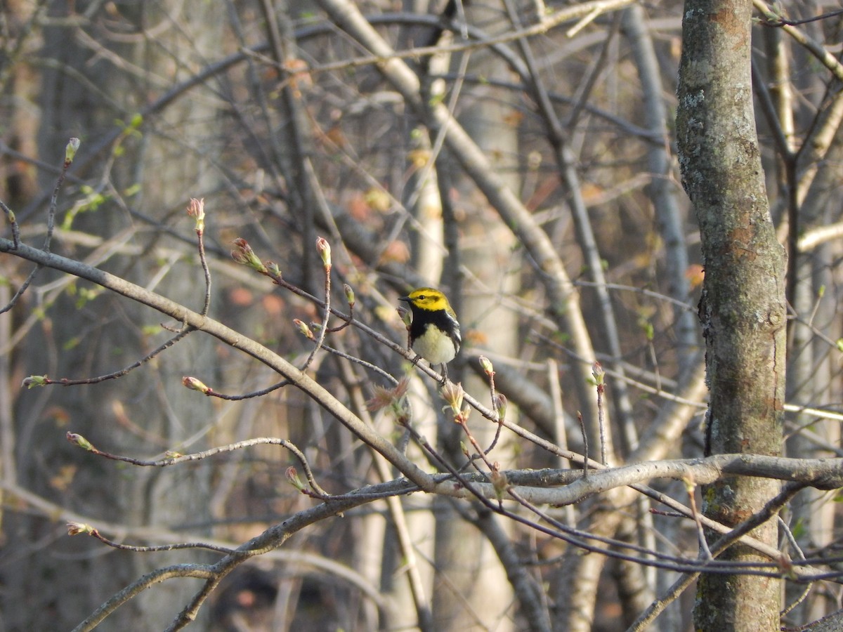 Black-throated Green Warbler - Jayden Parker