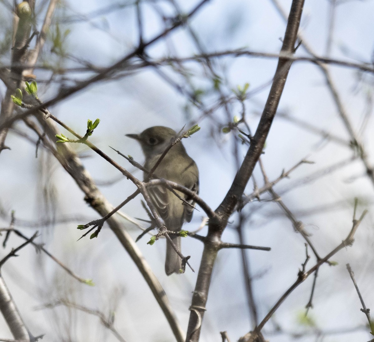 Least Flycatcher - ML618244408