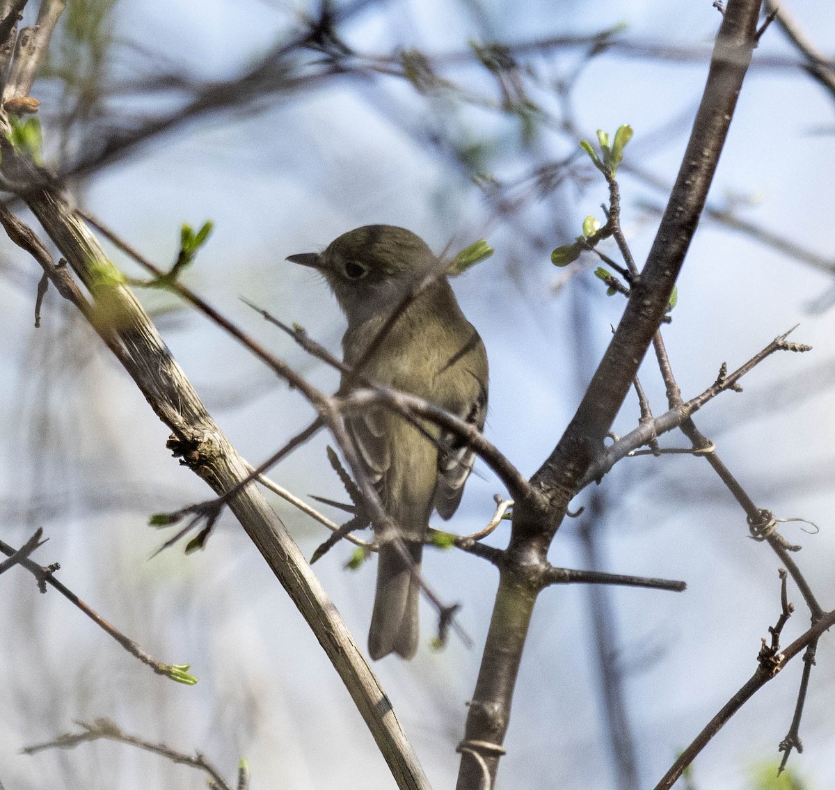 Least Flycatcher - ML618244409