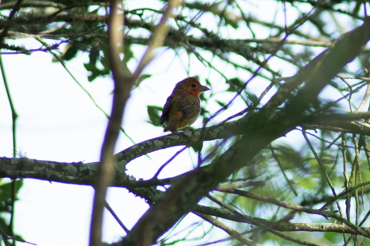 Summer Tanager - ML618244416