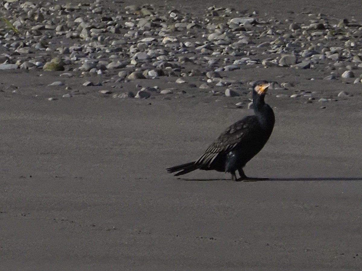 Great Cormorant - Deb Corbett