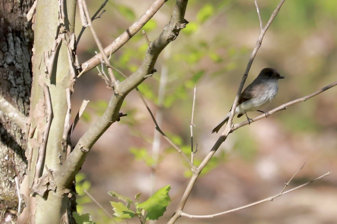 Eastern Phoebe - JoAnn Dalley