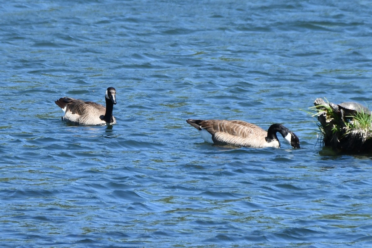 Canada Goose - Carmen Ricer