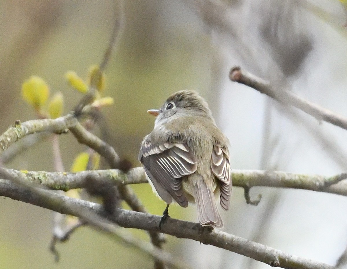 Least Flycatcher - Margaret Hough