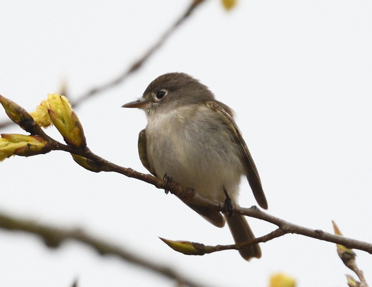 Least Flycatcher - Margaret Hough