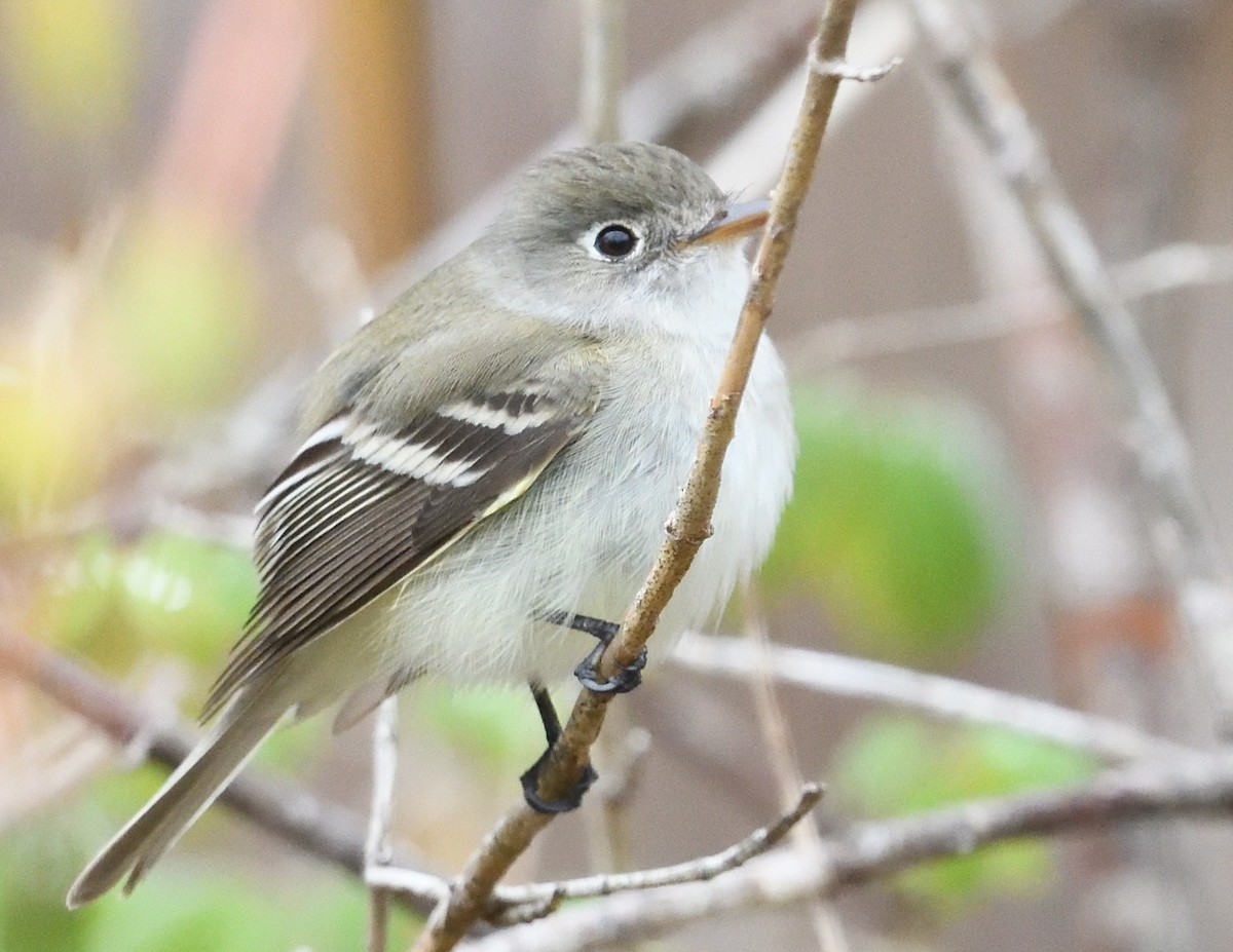 Least Flycatcher - Margaret Hough