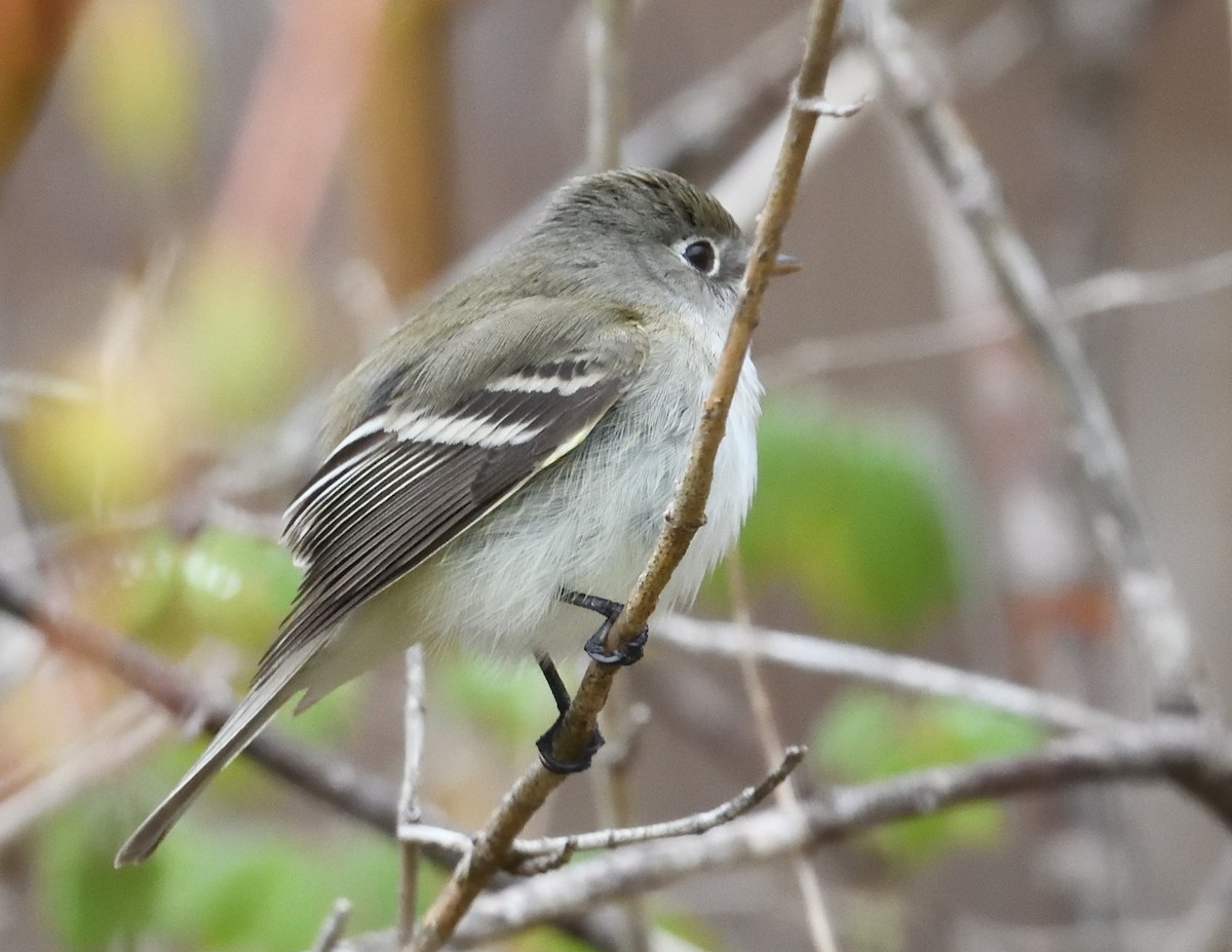 Least Flycatcher - Margaret Hough