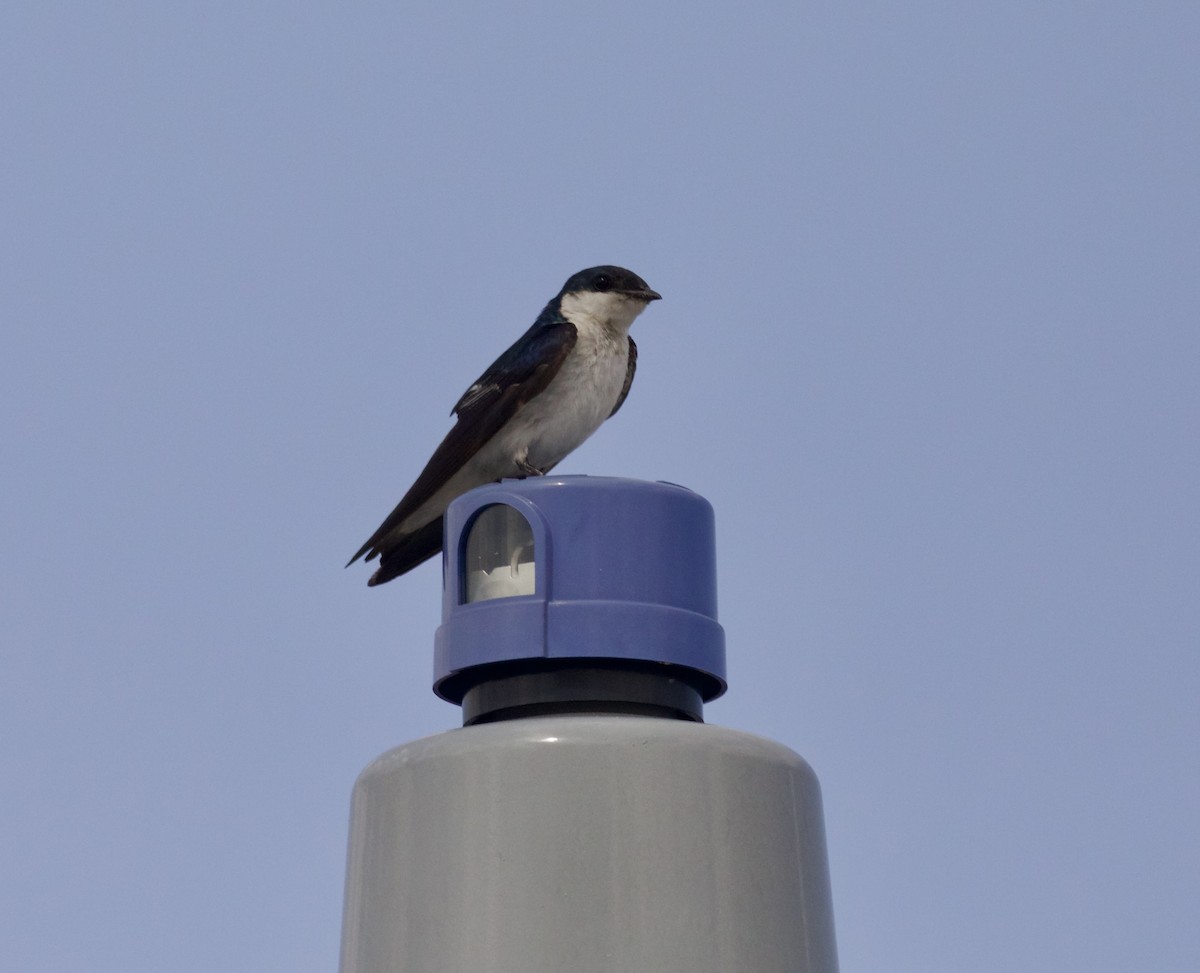 Southern Rough-winged Swallow - Randy Bumbury