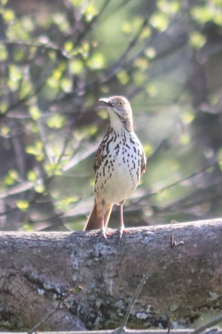 Brown Thrasher - Barbara Blair