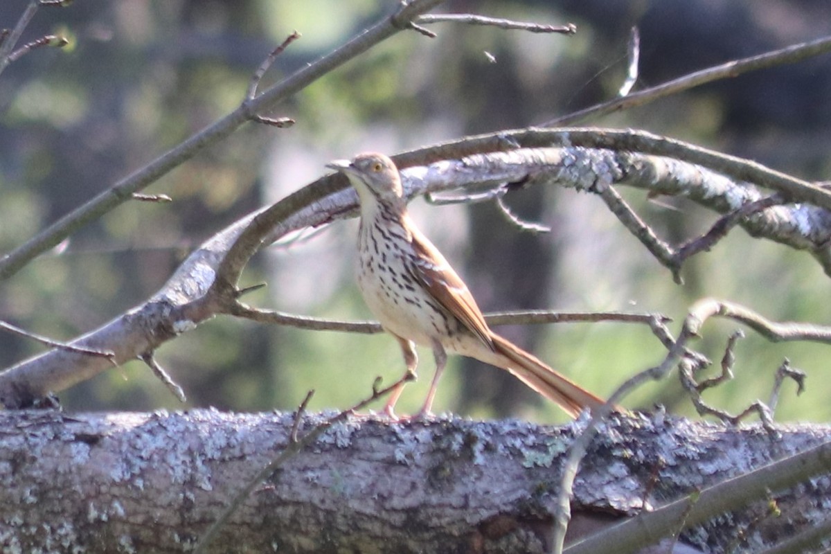 Brown Thrasher - Barbara Blair