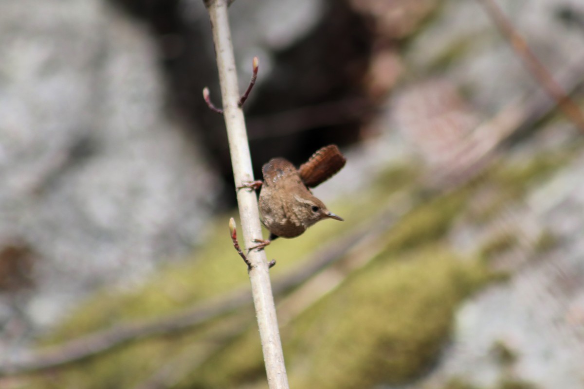 Troglodyte des forêts - ML618244457