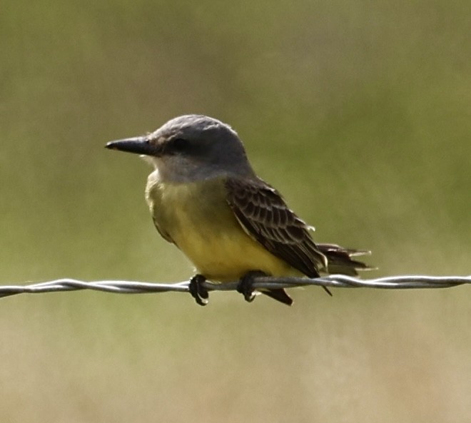 Tropical Kingbird - Dean Silvers