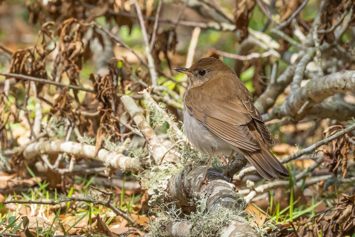 Veery - Scott France