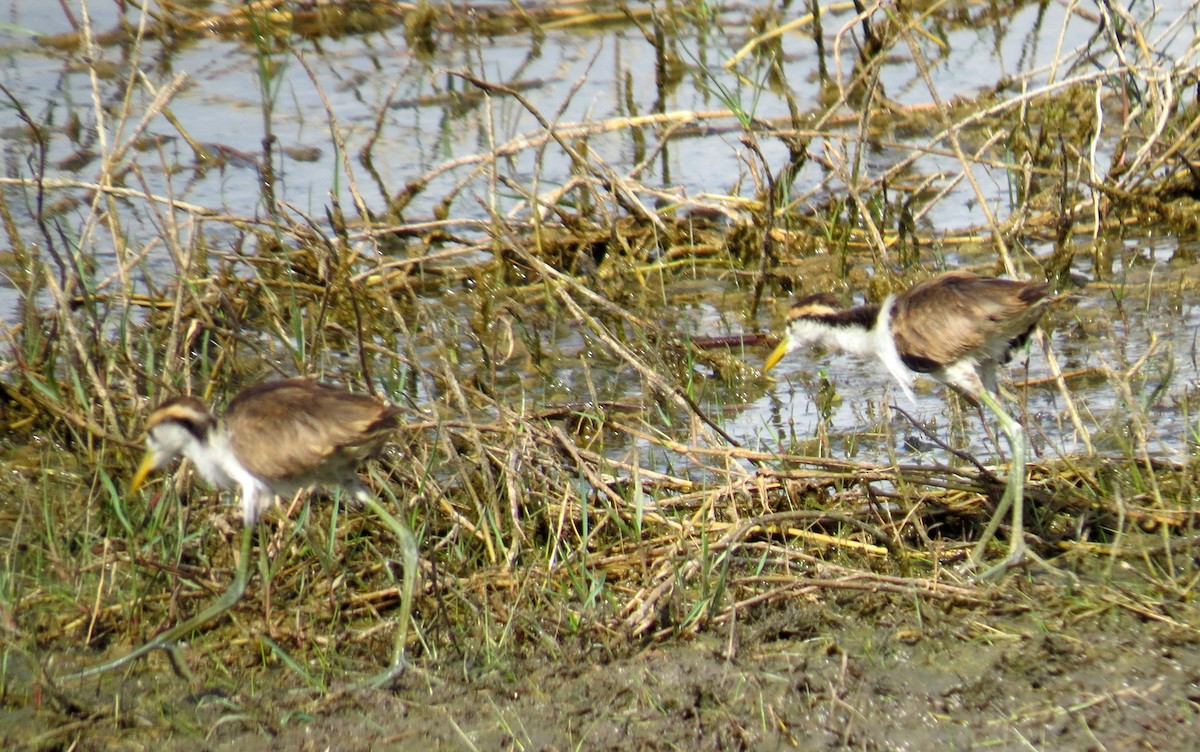 Northern Jacana - Scott Schwenk