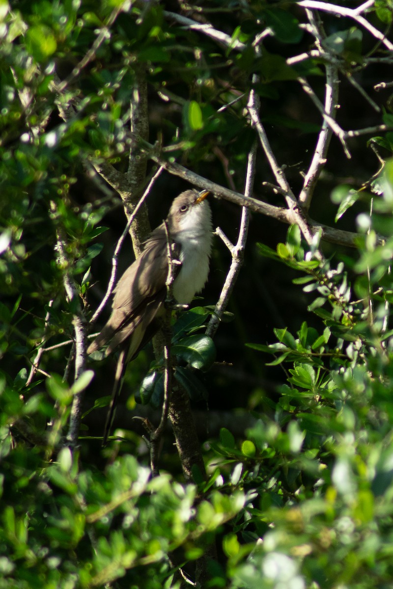 Yellow-billed Cuckoo - Becca Hamm Conard