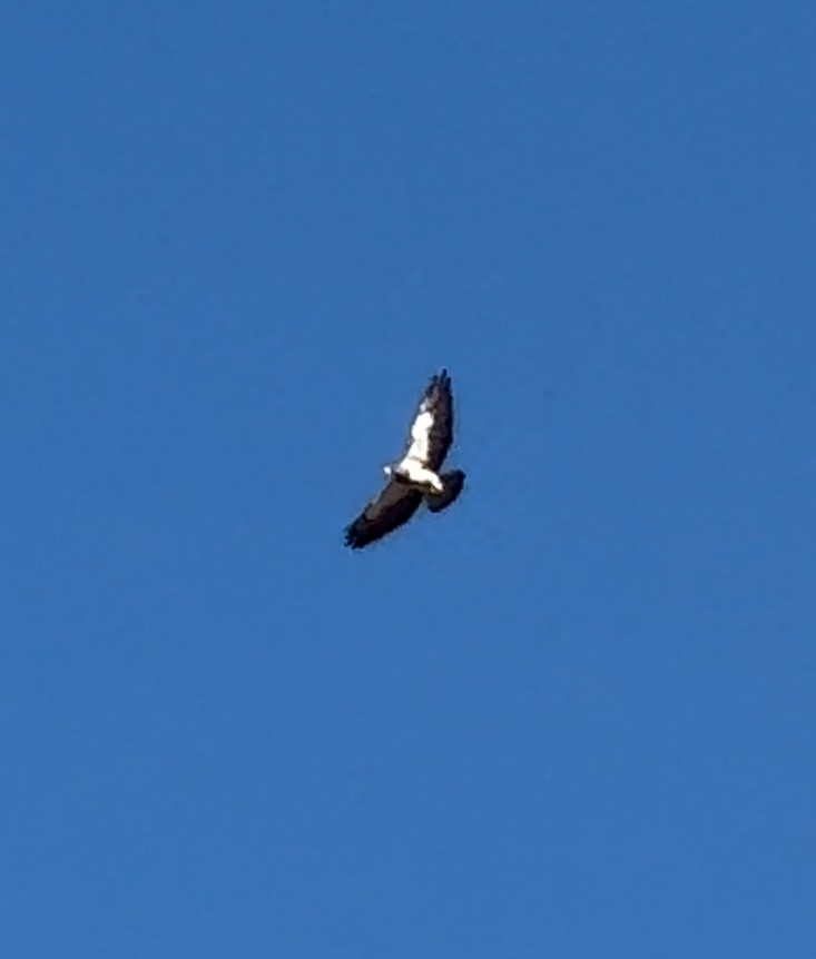 Swainson's Hawk - Joshua Drake