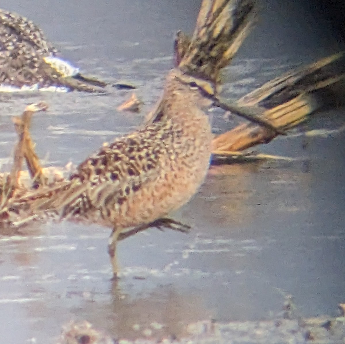 Short-billed/Long-billed Dowitcher - Dana Siefer