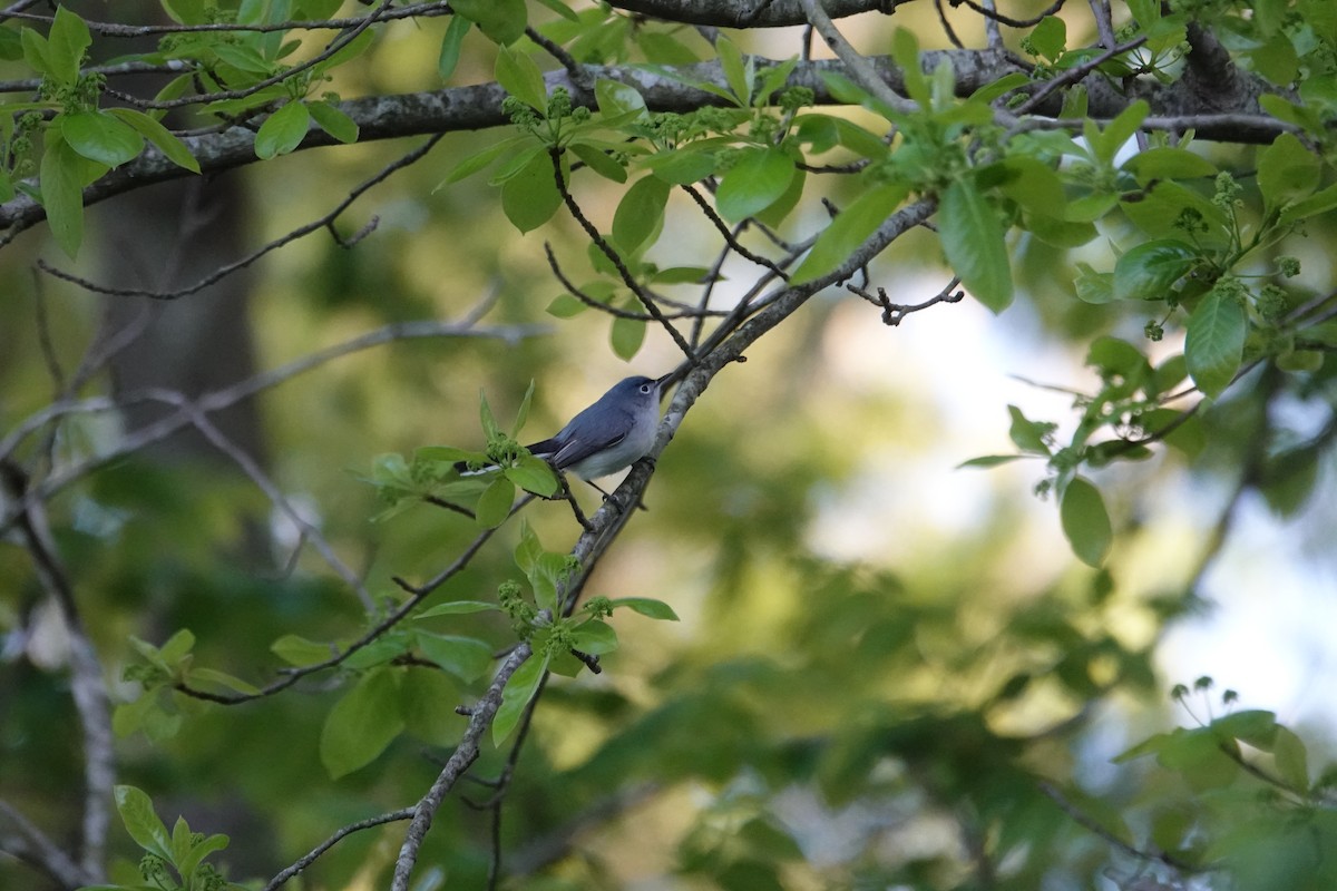 Blue-gray Gnatcatcher - ML618244591