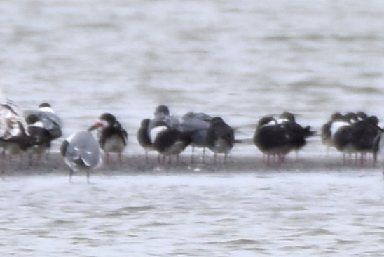 Black Skimmer - ML618244629